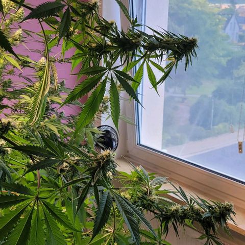 Monster Mom growlog timeline photo