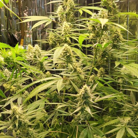 Beast growlog timeline photo
