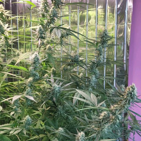 Beast growlog timeline photo