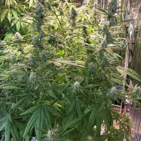 Beast growlog timeline photo