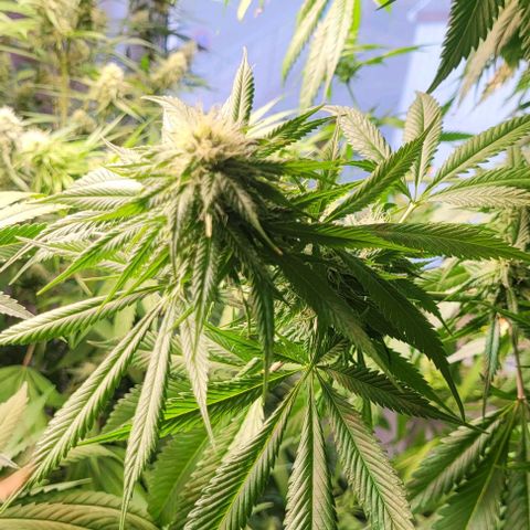Monster Mom growlog timeline photo