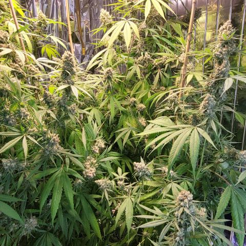 Beast growlog timeline photo