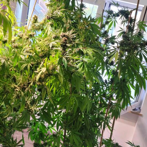Monster Mom growlog timeline photo