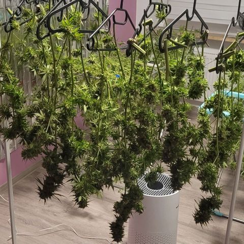Monster Mom growlog timeline photo