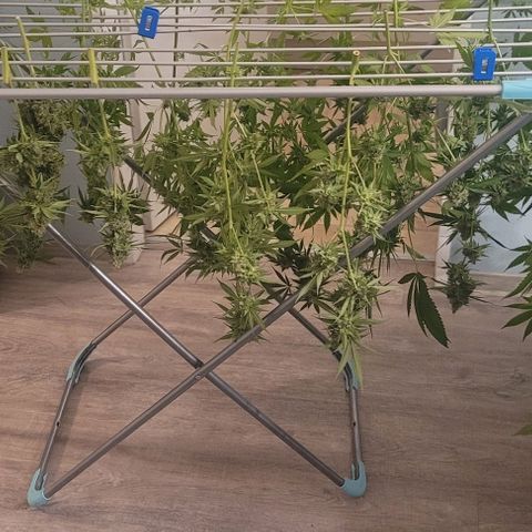 Monster Mom growlog timeline photo