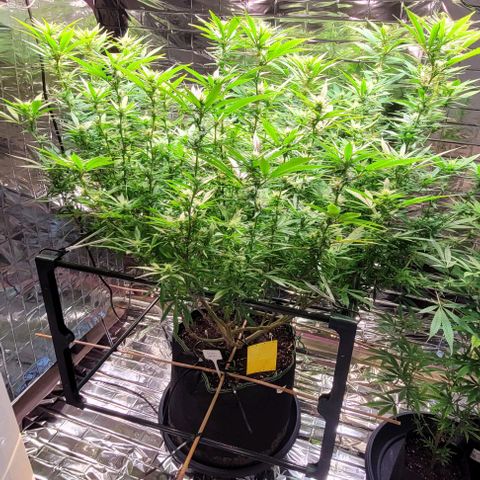 Cookies Gelato 🍪🍦 growlog timeline photo