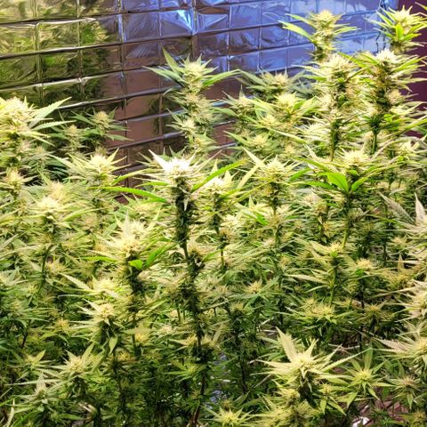 Cookies Gelato 🍪🍦 growlog timeline photo