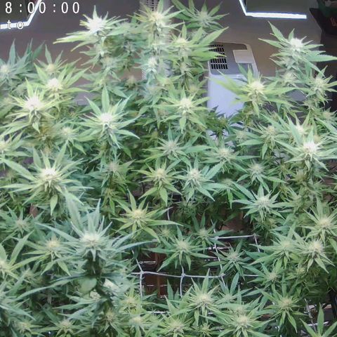 Cookies Gelato 🍪🍦 growlog timeline photo