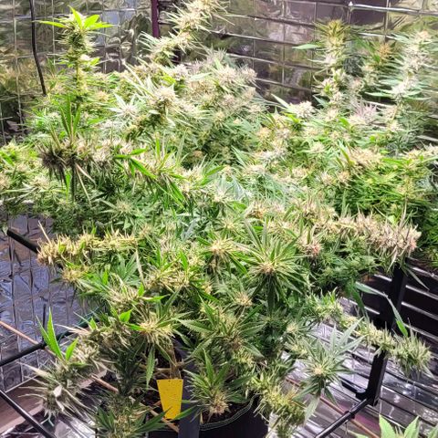 Cookies Gelato 🍪🍦 growlog timeline photo