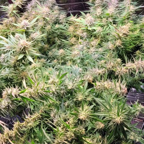 Cookies Gelato 🍪🍦 growlog timeline photo