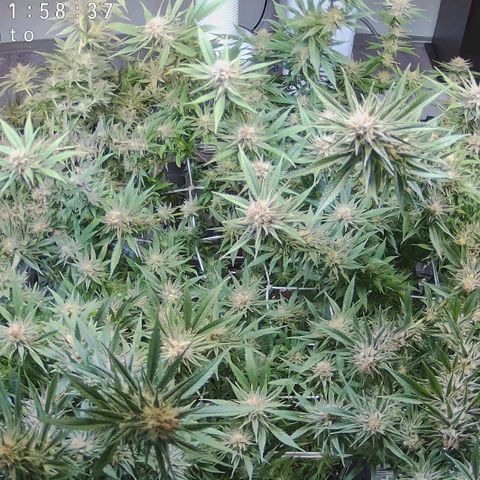 Cookies Gelato 🍪🍦 growlog timeline photo