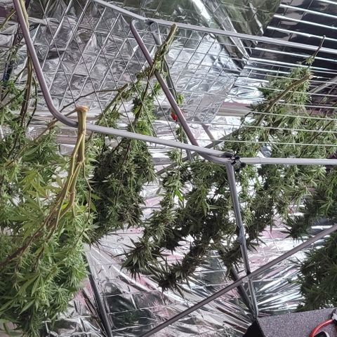 Cookies Gelato 🍪🍦 growlog timeline photo