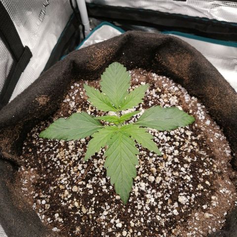 Deep Candy growlog timeline photo