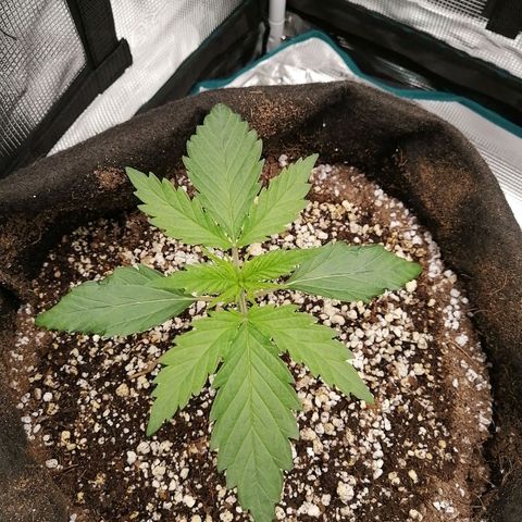 Deep Candy growlog timeline photo