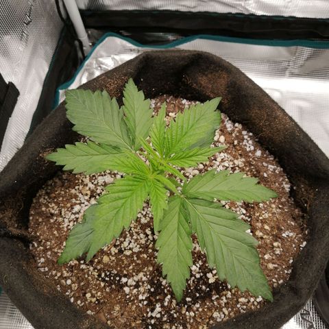 Deep Candy growlog timeline photo