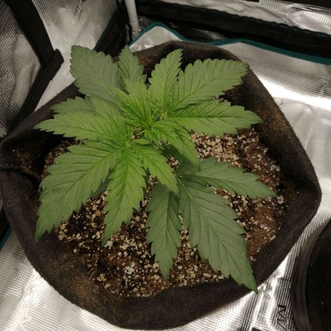 Deep Candy growlog timeline photo