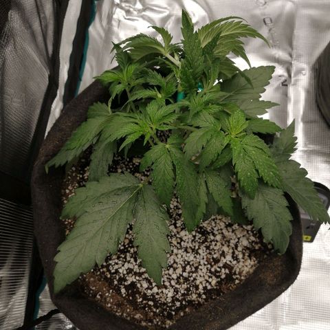 Deep Candy growlog timeline photo