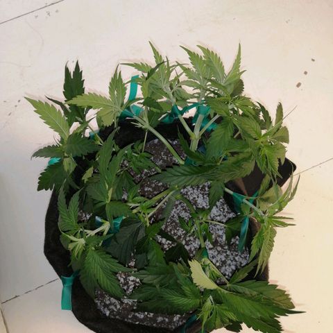 Deep Candy growlog timeline photo