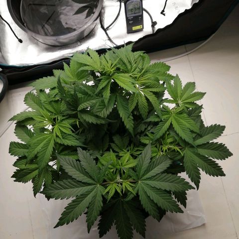 Deep Candy growlog timeline photo
