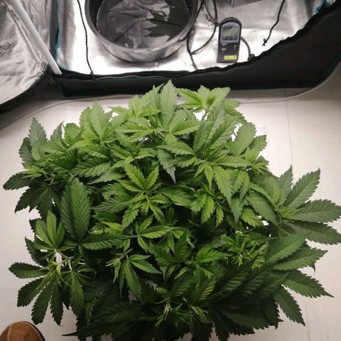 Deep Candy growlog timeline photo