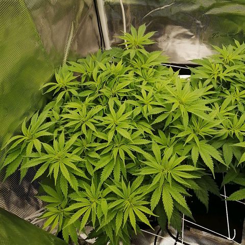 Deep Candy growlog timeline photo