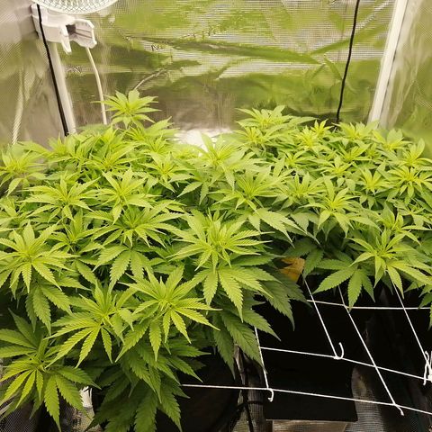 Deep Candy growlog timeline photo