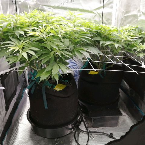 Deep Candy growlog timeline photo