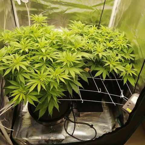 Deep Candy growlog timeline photo