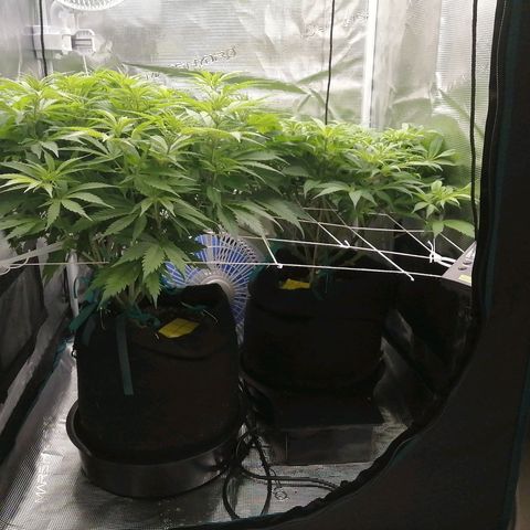 Deep Candy growlog timeline photo