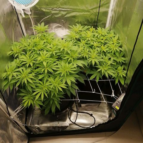 Deep Candy growlog timeline photo