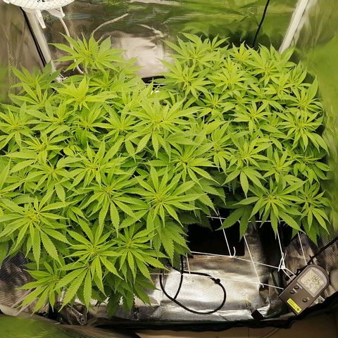 Deep Candy growlog timeline photo