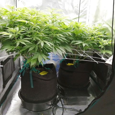 Deep Candy growlog timeline photo