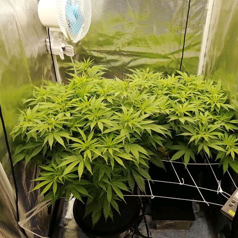 Deep Candy growlog timeline photo