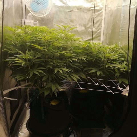 Deep Candy growlog timeline photo