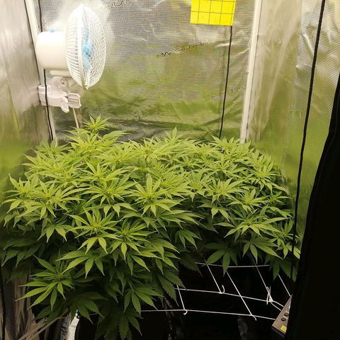Deep Candy growlog timeline photo