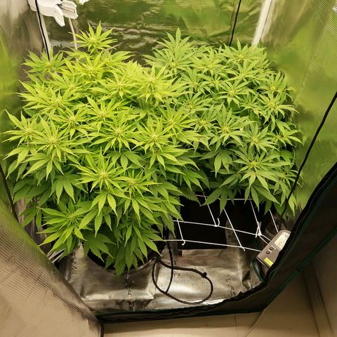 Deep Candy growlog timeline photo