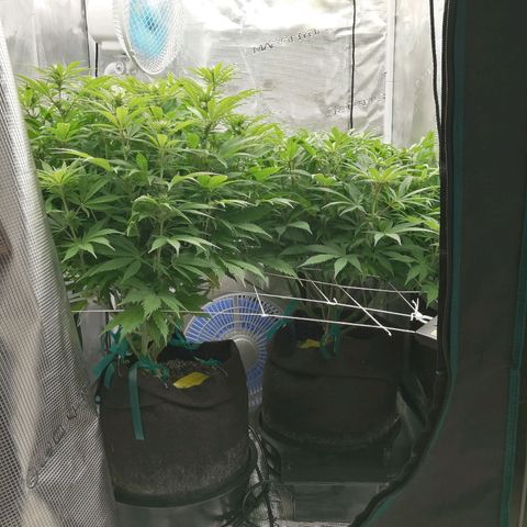 Deep Candy growlog timeline photo