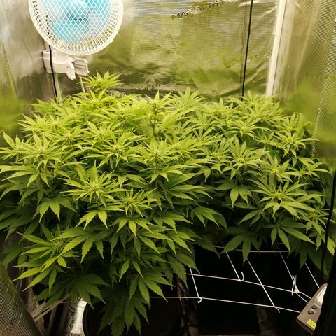 Deep Candy growlog timeline photo