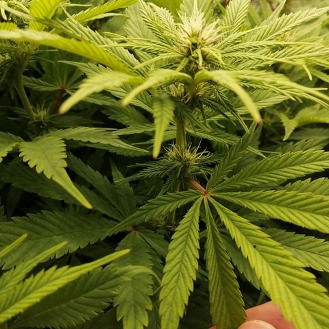 Deep Candy growlog timeline photo