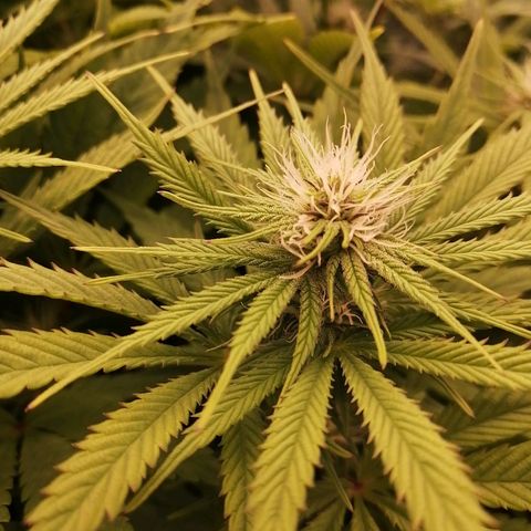 Deep Candy growlog timeline photo