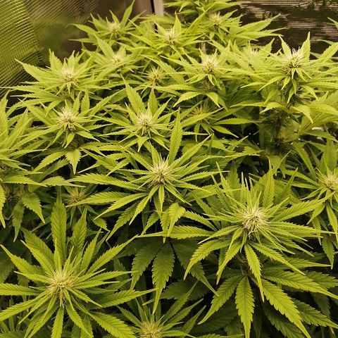 Deep Candy growlog timeline photo