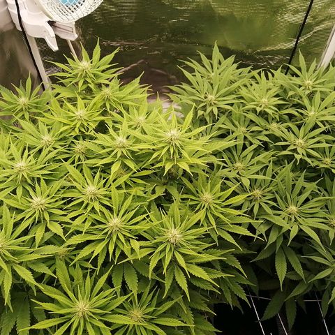 Deep Candy growlog timeline photo