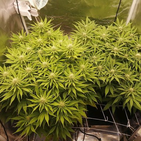 Deep Candy growlog timeline photo