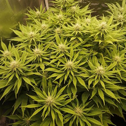 Deep Candy growlog timeline photo