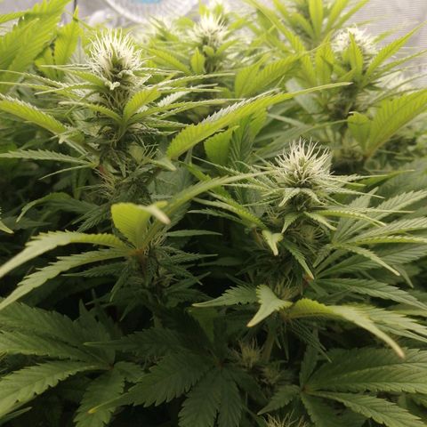 Deep Candy growlog timeline photo