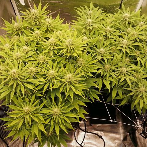 Deep Candy growlog timeline photo