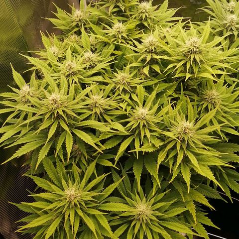 Deep Candy growlog timeline photo