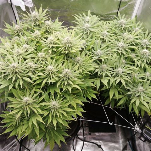 Deep Candy growlog timeline photo