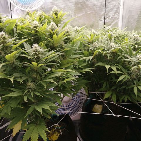 Deep Candy growlog timeline photo