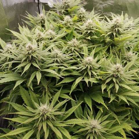 Deep Candy growlog timeline photo